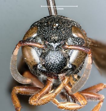 Media type: image;   Entomology 32446 Aspect: head frontal view